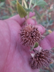 Helianthus annuus