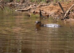 Lutrogale perspicillata