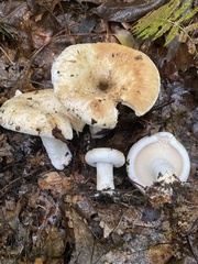 Lactifluus deceptivus