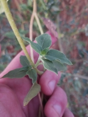 Helianthus annuus