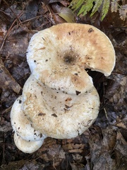 Lactifluus deceptivus
