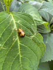 Monocesta coryli