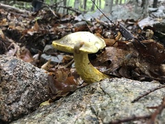Retiboletus ornatipes