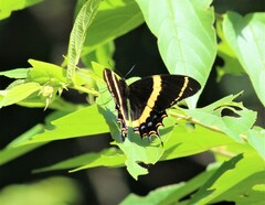 Papilio garamas garamas