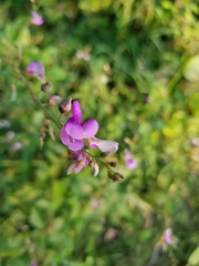 Desmodium perplexum