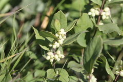 Symphoricarpos occidentalis