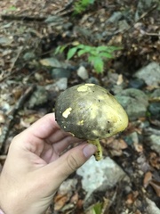 Retiboletus ornatipes