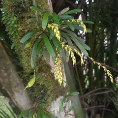 Specklinia costaricensis, photograph (c) Arthur de Jesús Chavarría Pérez, some rights reserved (CC BY)