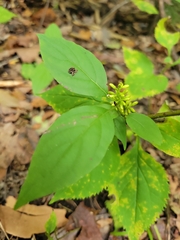 Solidago flexicaulis