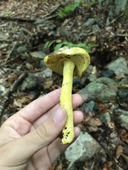 Retiboletus ornatipes