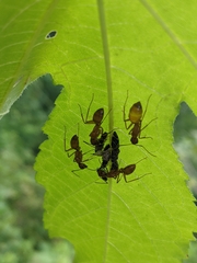 Camponotus castaneus