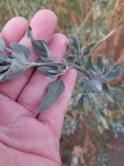 Chenopodium album