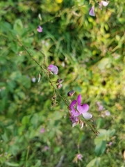 Desmodium perplexum