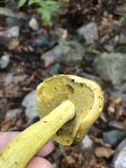 Retiboletus ornatipes