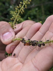 Camponotus castaneus