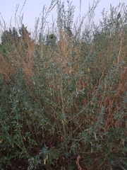 Chenopodium album