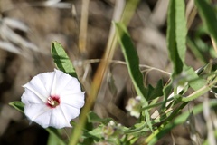 Convolvulus equitans