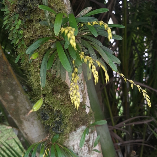Specklinia costaricensis, photograph 6