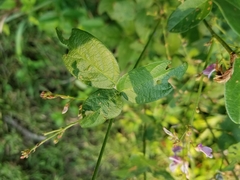 Desmodium perplexum