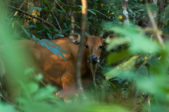 Bos javanicus