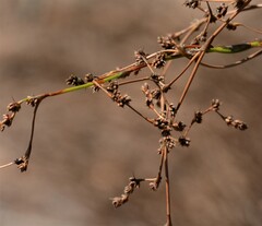 Dapsilanthus spathaceus
