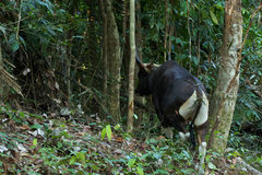 Bos javanicus