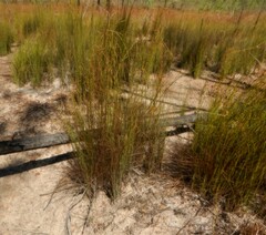 Dapsilanthus spathaceus