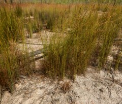 Dapsilanthus spathaceus