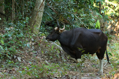 Bos javanicus