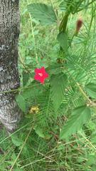 Ipomoea quamoclit