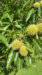 Castanea mollissima