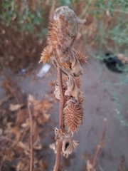 Xanthium strumarium