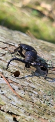 Prionus coriarius