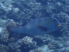 Monotaxis grandoculis