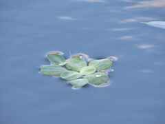 Pistia stratiotes