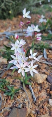 Hesperantha cucullata