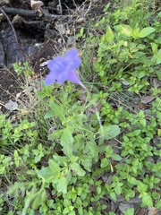 Ruellia nudiflora