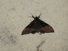 Ischyja manlia