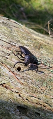 Prionus coriarius