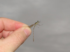 Lestes barbarus