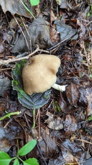 Entoloma