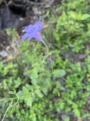 Ruellia nudiflora