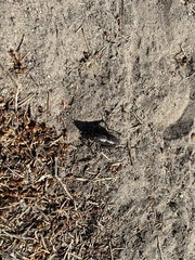 Anabrus simplex