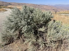 Artemisia tridentata