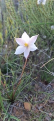 Cyanella alba alba