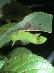 Paonias excaecata
