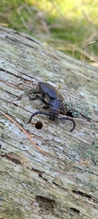 Prionus coriarius