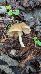 Entoloma