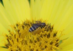 Halictus ligatus
