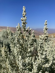 Artemisia tridentata